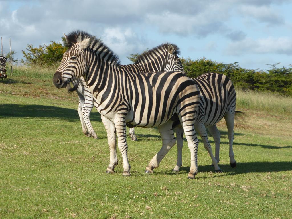 Jbay Zebra Longmore
